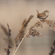 A Wren stands on a reed. Image: Rob Stothard/Getty Images